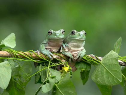 Amphibians bounce-back from Earth's greatest mass extinction: Study | Amphibians bounce-back from Earth's greatest mass extinction: Study Amphibians bounce-back from Earth's greatest mass extinction: Study | Amphibians bounce-back from Earth's greatest mass extinction: Study