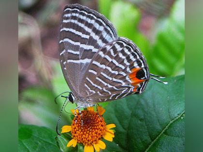 Study raises possibility of country without butterflies | Study raises possibility of country without butterflies Study raises possibility of country without butterflies | Study raises possibility of country without butterflies