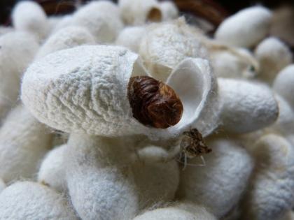 Raw silk production reaches 34,042 MT till January 2025, showing positive growth | Raw silk production reaches 34,042 MT till January 2025, showing positive growth Raw silk production reaches 34,042 MT till January 2025, showing positive growth | Raw silk production reaches 34,042 MT till January 2025, showing positive growth