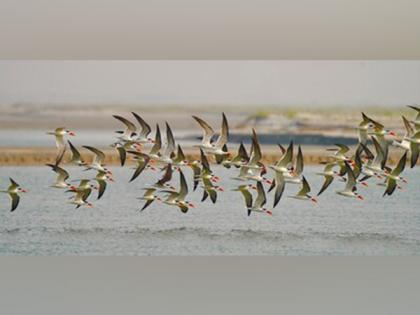 Rare Indian Skimmer Sighting at Haiderpur Wetland by The Art of Living Sparks Hope | Rare Indian Skimmer Sighting at Haiderpur Wetland by The Art of Living Sparks Hope Rare Indian Skimmer Sighting at Haiderpur Wetland by The Art of Living Sparks Hope | Rare Indian Skimmer Sighting at Haiderpur Wetland by The Art of Living Sparks Hope