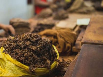 In relief to tobacco farmers, Government notifies three-year validity for grower registrations and barn licenses | In relief to tobacco farmers, Government notifies three-year validity for grower registrations and barn licenses