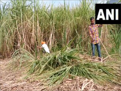 Fair prices for sugar raised by 4.4% to Rs 355 per quintal at Cabinet meeting | Fair prices for sugar raised by 4.4% to Rs 355 per quintal at Cabinet meeting Fair prices for sugar raised by 4.4% to Rs 355 per quintal at Cabinet meeting | Fair prices for sugar raised by 4.4% to Rs 355 per quintal at Cabinet meeting