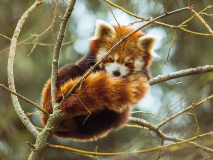 Mammal's lifespans linked to brain size, immune system function: Study | Mammal's lifespans linked to brain size, immune system function: Study Mammal's lifespans linked to brain size, immune system function: Study | Mammal's lifespans linked to brain size, immune system function: Study