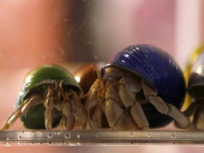 Japan: Three Chinese men arrested for smuggling protected hermit crabs into suitcases | Japan: Three Chinese men arrested for smuggling protected hermit crabs into suitcases Japan: Three Chinese men arrested for smuggling protected hermit crabs into suitcases | Japan: Three Chinese men arrested for smuggling protected hermit crabs into suitcases