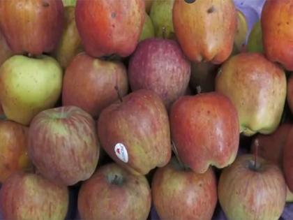Fruit traders in Prayagraj decided to boycott Turkish apples | Fruit traders in Prayagraj decided to boycott Turkish apples Fruit traders in Prayagraj decided to boycott Turkish apples | Fruit traders in Prayagraj decided to boycott Turkish apples