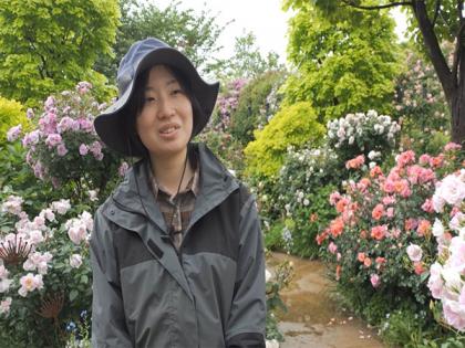 Yokohama blooms with colourful roses and lush greenery | Yokohama blooms with colourful roses and lush greenery Yokohama blooms with colourful roses and lush greenery | Yokohama blooms with colourful roses and lush greenery