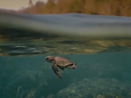 Award-winning Indian documentary 'Turtle Walker' to be screened at UNOC 2025 | Award-winning Indian documentary 'Turtle Walker' to be screened at UNOC 2025 Award-winning Indian documentary 'Turtle Walker' to be screened at UNOC 2025 | Award-winning Indian documentary 'Turtle Walker' to be screened at UNOC 2025