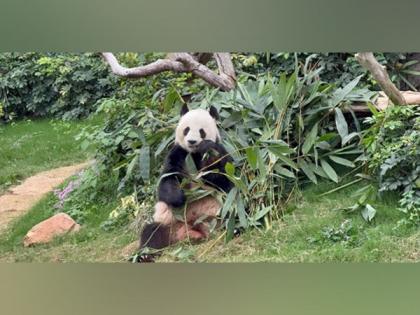 Panda-monium in Hong Kong: Twin Cubs Steal the Spotlight and Spark Citywide Craze | Panda-monium in Hong Kong: Twin Cubs Steal the Spotlight and Spark Citywide Craze Panda-monium in Hong Kong: Twin Cubs Steal the Spotlight and Spark Citywide Craze | Panda-monium in Hong Kong: Twin Cubs Steal the Spotlight and Spark Citywide Craze
