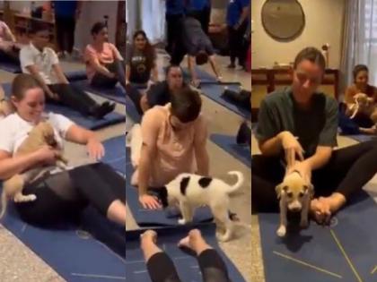 "Rolled out our mats for wholesome puppy yoga session": Australian High Commission celebrates Int'l Yoga Day in unique way | "Rolled out our mats for wholesome puppy yoga session": Australian High Commission celebrates Int'l Yoga Day in unique way "Rolled out our mats for wholesome puppy yoga session": Australian High Commission celebrates Int'l Yoga Day in unique way | "Rolled out our mats for wholesome puppy yoga session": Australian High Commission celebrates Int'l Yoga Day in unique way