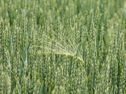 Monsoon rainfall 4% above normal as of June 24, Kharif sowing progressing well | Monsoon rainfall 4% above normal as of June 24, Kharif sowing progressing well Monsoon rainfall 4% above normal as of June 24, Kharif sowing progressing well | Monsoon rainfall 4% above normal as of June 24, Kharif sowing progressing well