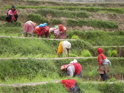 Splashing mud and singing, Nepal marks "Paddy Day" celebrating rice and rituals | Splashing mud and singing, Nepal marks "Paddy Day" celebrating rice and rituals Splashing mud and singing, Nepal marks "Paddy Day" celebrating rice and rituals | Splashing mud and singing, Nepal marks "Paddy Day" celebrating rice and rituals