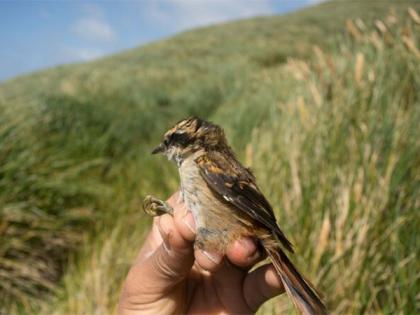 Israel arrests four Palestinians trying to smuggle over 100 protected songbirds | Israel arrests four Palestinians trying to smuggle over 100 protected songbirds Israel arrests four Palestinians trying to smuggle over 100 protected songbirds | Israel arrests four Palestinians trying to smuggle over 100 protected songbirds