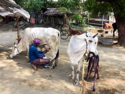 Opening India's dairy sector to US could cause Rs 1.03 lakh crore loss to dairy farmers: SBI Report | Opening India's dairy sector to US could cause Rs 1.03 lakh crore loss to dairy farmers: SBI Report Opening India's dairy sector to US could cause Rs 1.03 lakh crore loss to dairy farmers: SBI Report | Opening India's dairy sector to US could cause Rs 1.03 lakh crore loss to dairy farmers: SBI Report