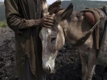 Pakistan: 1000 kg of unhygienic donkey meat seized in Islamabad | Pakistan: 1000 kg of unhygienic donkey meat seized in Islamabad