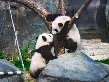 Hong Kong Throws City-Wide First Birthday Party for its Much-Loved Panda Twins | Hong Kong Throws City-Wide First Birthday Party for its Much-Loved Panda Twins