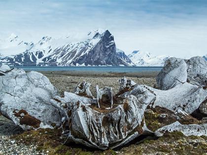 Ancient whale skeletons unearthed by Russian scientists as arctic glacier retreats | Ancient whale skeletons unearthed by Russian scientists as arctic glacier retreats