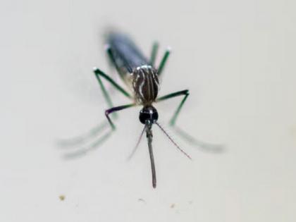 Italy records 10th death due to West Nile virus | Italy records 10th death due to West Nile virus Italy records 10th death due to West Nile virus | Italy records 10th death due to West Nile virus