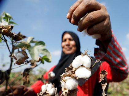 Pakistan's cotton output plunges 30pc, Sindh records sharpest fall: PCGA | Pakistan's cotton output plunges 30pc, Sindh records sharpest fall: PCGA