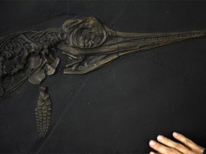 Fossils of unexplored marine lizards species from Jurassic era discovered in Germany | Fossils of unexplored marine lizards species from Jurassic era discovered in Germany Fossils of unexplored marine lizards species from Jurassic era discovered in Germany | Fossils of unexplored marine lizards species from Jurassic era discovered in Germany