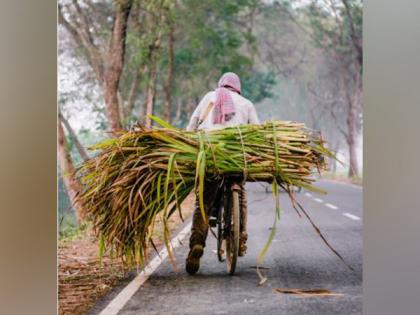 ISMA launches national AI network to boost sugarcane productivity | ISMA launches national AI network to boost sugarcane productivity ISMA launches national AI network to boost sugarcane productivity | ISMA launches national AI network to boost sugarcane productivity