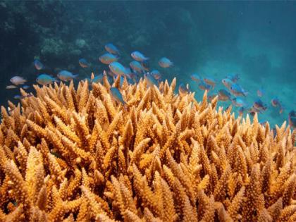 Australia's Great Barrier Reef suffers most widespread coral bleaching on record | Australia's Great Barrier Reef suffers most widespread coral bleaching on record Australia's Great Barrier Reef suffers most widespread coral bleaching on record | Australia's Great Barrier Reef suffers most widespread coral bleaching on record
