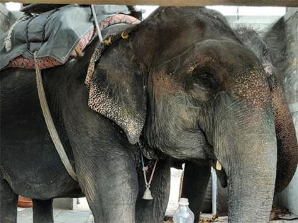Begin the Process of Retiring Elephants in Jaipur, says World Animal Protection on the Occasion of World Elephant Day | Begin the Process of Retiring Elephants in Jaipur, says World Animal Protection on the Occasion of World Elephant Day