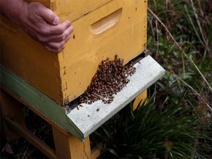 French President Emmanuel Macron signs law banning bee-killing pesticide after mass petition | French President Emmanuel Macron signs law banning bee-killing pesticide after mass petition