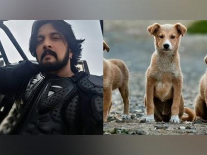 "They didn't choose streets but...": Kichcha Sudeepa urges to "kindly adopt" indie dogs after SC's order | "They didn't choose streets but...": Kichcha Sudeepa urges to "kindly adopt" indie dogs after SC's order "They didn't choose streets but...": Kichcha Sudeepa urges to "kindly adopt" indie dogs after SC's order | "They didn't choose streets but...": Kichcha Sudeepa urges to "kindly adopt" indie dogs after SC's order