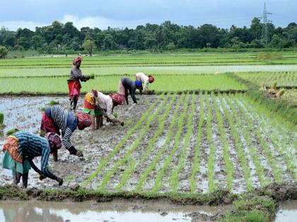 Rice sowing crosses 109% of normal area as good Monsoon boosts Kharif sowing: Report | Rice sowing crosses 109% of normal area as good Monsoon boosts Kharif sowing: Report Rice sowing crosses 109% of normal area as good Monsoon boosts Kharif sowing: Report | Rice sowing crosses 109% of normal area as good Monsoon boosts Kharif sowing: Report