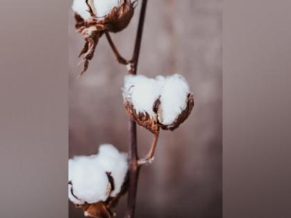 US poised to gain most from India's raw cotton import duty waiver: GTRI | US poised to gain most from India's raw cotton import duty waiver: GTRI US poised to gain most from India's raw cotton import duty waiver: GTRI | US poised to gain most from India's raw cotton import duty waiver: GTRI