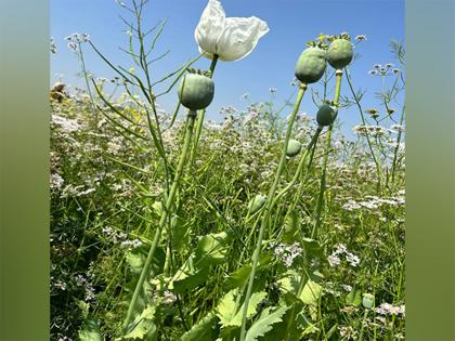 Govt announces annual licensing policy for cultivation of opium poppy for crop year 2025-26; nearly 1.21 lakh farmers eligible for license | Govt announces annual licensing policy for cultivation of opium poppy for crop year 2025-26; nearly 1.21 lakh farmers eligible for license