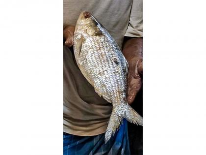 37 companies to export Hilsha fish from Bangladesh to India for Durga Puja | 37 companies to export Hilsha fish from Bangladesh to India for Durga Puja