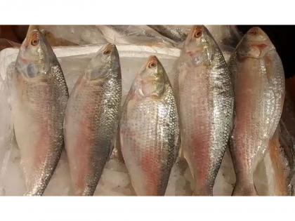 'Fish is good, but rates too high': Hilsa retailers wary as first batch arrives from Bangladesh ahead of Durga Puja | 'Fish is good, but rates too high': Hilsa retailers wary as first batch arrives from Bangladesh ahead of Durga Puja