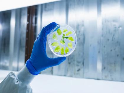 Israel's PlantArcBio wins US, South Korea patents for crop gene-editing platform | Israel's PlantArcBio wins US, South Korea patents for crop gene-editing platform