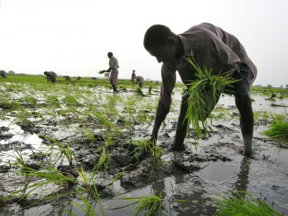 Pakistani authorities target farmers instead of fixing agricultural collapse | Pakistani authorities target farmers instead of fixing agricultural collapse