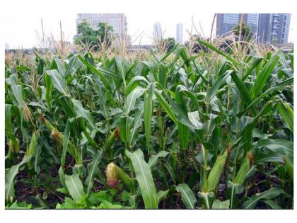 Taiwanese agricultural groups sign LOIs with Indiana for soybeans, corn | Taiwanese agricultural groups sign LOIs with Indiana for soybeans, corn