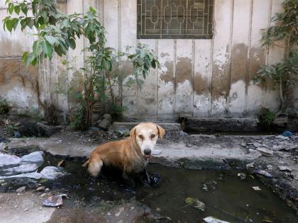 Estimate 1000 Pakistanis die every year due to rabies: Report | Estimate 1000 Pakistanis die every year due to rabies: Report