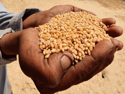 New FAO forecasts point to higher cereal production, utilisation, stocks, trade | New FAO forecasts point to higher cereal production, utilisation, stocks, trade