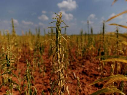 Millions allocated to help restore agricultural areas damaged in iron swords war | Millions allocated to help restore agricultural areas damaged in iron swords war