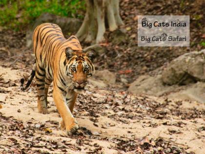 Big Cats Launches Global Wildlife Safari Experiences, Empowering Communities and Protecting Majestic Predators | Big Cats Launches Global Wildlife Safari Experiences, Empowering Communities and Protecting Majestic Predators