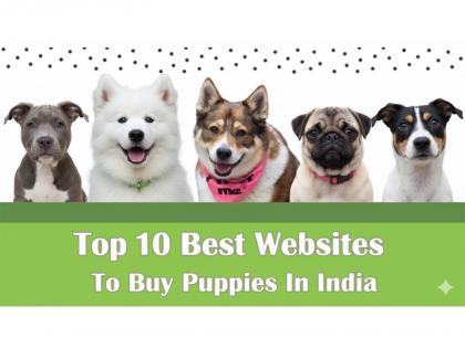 Top 10 Best Websites to Buy Puppies in India | Top 10 Best Websites to Buy Puppies in India