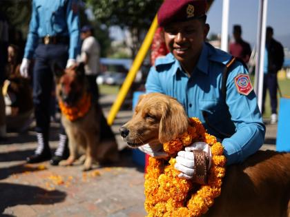 Kukur Tihar: Nepal honours dogs with garlands, feasts, and VIP treatment in unique festival | Kukur Tihar: Nepal honours dogs with garlands, feasts, and VIP treatment in unique festival Kukur Tihar: Nepal honours dogs with garlands, feasts, and VIP treatment in unique festival | Kukur Tihar: Nepal honours dogs with garlands, feasts, and VIP treatment in unique festival
