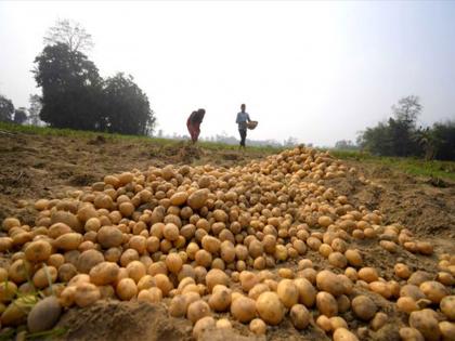 India's processed potato exports surge as Asia's snack demand booms: GTRI | India's processed potato exports surge as Asia's snack demand booms: GTRI India's processed potato exports surge as Asia's snack demand booms: GTRI | India's processed potato exports surge as Asia's snack demand booms: GTRI