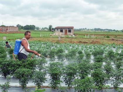Cabinet approves nutrient based subsidy rates for Rabi 2025-26 on phosphatic and potassic fertilizers | Cabinet approves nutrient based subsidy rates for Rabi 2025-26 on phosphatic and potassic fertilizers Cabinet approves nutrient based subsidy rates for Rabi 2025-26 on phosphatic and potassic fertilizers | Cabinet approves nutrient based subsidy rates for Rabi 2025-26 on phosphatic and potassic fertilizers