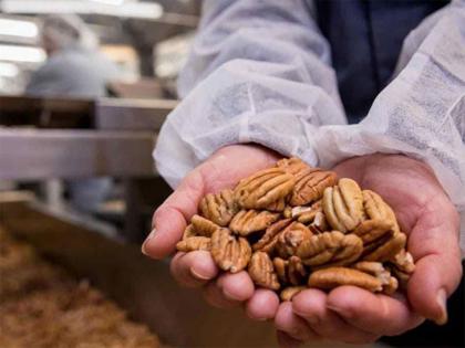 American Pecans: Nature's Shield Against Pollution and Immunity Booster | American Pecans: Nature's Shield Against Pollution and Immunity Booster American Pecans: Nature's Shield Against Pollution and Immunity Booster | American Pecans: Nature's Shield Against Pollution and Immunity Booster