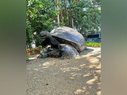 Roaming free in paradise: Seychelles' giant tortoises and their special bond with India | Roaming free in paradise: Seychelles' giant tortoises and their special bond with India Roaming free in paradise: Seychelles' giant tortoises and their special bond with India | Roaming free in paradise: Seychelles' giant tortoises and their special bond with India