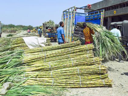 Sugar production in India expected to rise 16% in 2025-26; Centre allows 15 lakh tonne exports | Sugar production in India expected to rise 16% in 2025-26; Centre allows 15 lakh tonne exports Sugar production in India expected to rise 16% in 2025-26; Centre allows 15 lakh tonne exports | Sugar production in India expected to rise 16% in 2025-26; Centre allows 15 lakh tonne exports