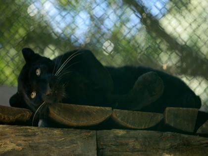 'Ghost of the forest' black panther makes public appearance at the Central Zoo in Nepal | 'Ghost of the forest' black panther makes public appearance at the Central Zoo in Nepal