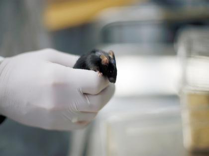 China: 4 mice sent for life-science tests in space return to Earth | China: 4 mice sent for life-science tests in space return to Earth China: 4 mice sent for life-science tests in space return to Earth | China: 4 mice sent for life-science tests in space return to Earth