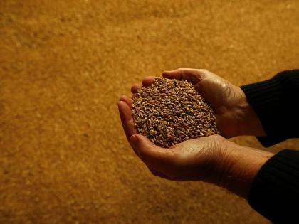 BRICS emerges as new global hub of food security | BRICS emerges as new global hub of food security BRICS emerges as new global hub of food security | BRICS emerges as new global hub of food security